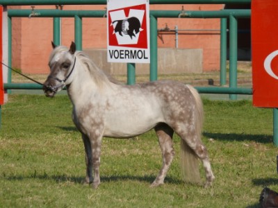 Renske - Junior  Champion Mare and reserver larget champion mare